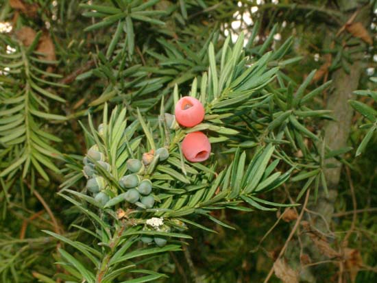  Image name: tasso4.jpg 
 width: 550 pixel 
 height: 413 pixel 
 Size: 53830 bytes 
 Click to enlarge 